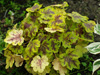 uraweczka Heucherella 'Solar Power'